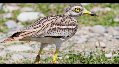 Kocagöz » Eurasian Stone-curlew » Burhinus oedicnemus