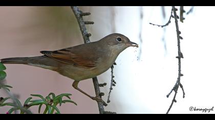 Akgerdanlı ötleğen » Common Whitethroat » Sylvia communis