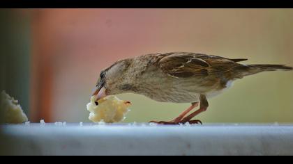 Serçe » House Sparrow » Passer domesticus