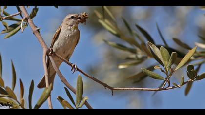 Sarıboğazlı serçe » Yellow-throated Sparrow » Gymnoris xanthocollis