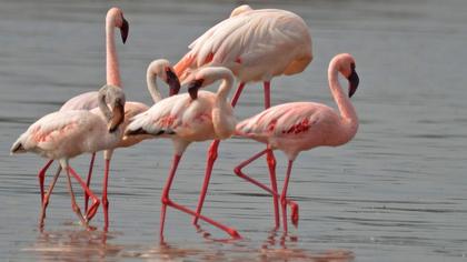 Küçük flamingo