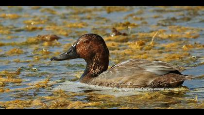 Elmabaş patka » Common Pochard » Aythya ferina