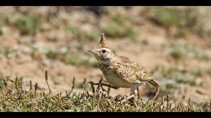 Tepeli toygar » Crested Lark » Galerida cristata