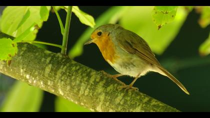 Kızılgerdan » European Robin » Erithacus rubecula