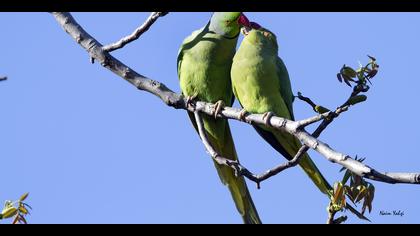 Yeşil papağan » Rose-ringed Parakeet » Psittacula krameri