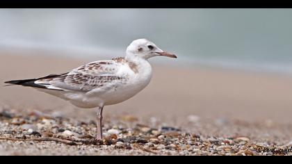 İncegagalı martı » Slender-billed Gull » Chroicocephalus genei