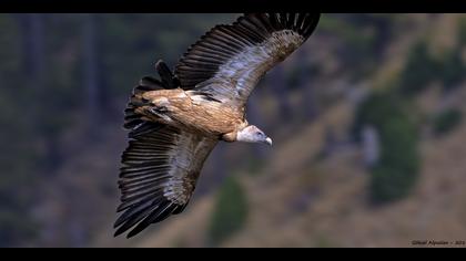 Kızıl akbaba » Griffon Vulture » Gyps fulvus