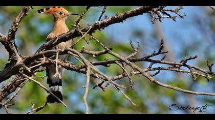 İbibik » Eurasian Hoopoe » Upupa epops