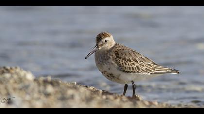 Karakarınlı kumkuşu » Dunlin » Calidris alpina