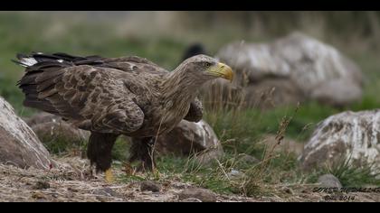 Akkuyruklu kartal » White-tailed Eagle » Haliaeetus albicilla