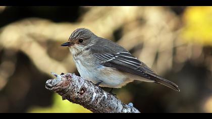 Benekli sinekkapan » Spotted Flycatcher » Muscicapa striata