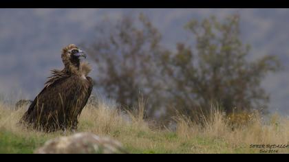 Kara akbaba » Cinereous Vulture » Aegypius monachus