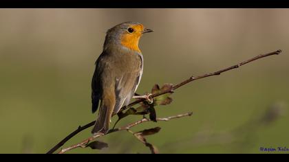 Kızılgerdan » European Robin » Erithacus rubecula