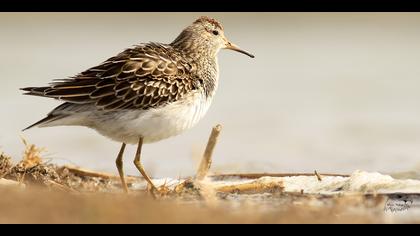 Çizgili kumkuşu » Pectoral Sandpiper » Calidris melanotos