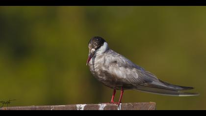 Bıyıklı sumru » Whiskered Tern » Chlidonias hybrida