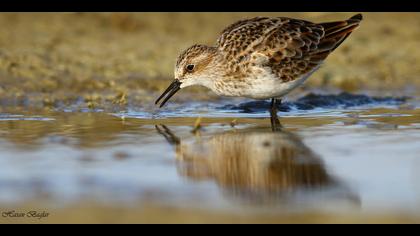 Küçük kumkuşu » Little Stint » Calidris minuta