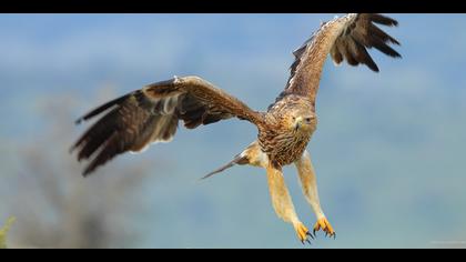 Şah kartal » Eastern Imperial Eagle » Aquila heliaca