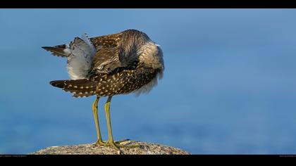 Orman düdükçünü » Wood Sandpiper » Tringa glareola