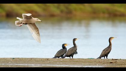 Kutup martısı » Glaucous Gull » Larus hyperboreus