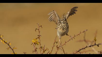 Tepeli toygar » Crested Lark » Galerida cristata