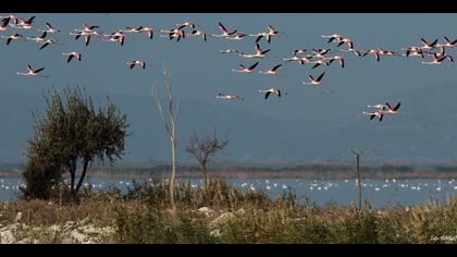 Flamingo