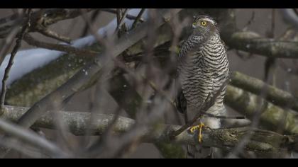 Atmaca » Eurasian Sparrowhawk » Accipiter nisus