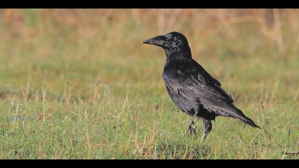 Ekin kargası » Rook » Corvus frugilegus