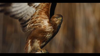 Şahin » Common Buzzard » Buteo buteo