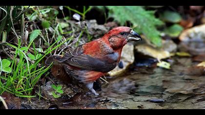 Çaprazgaga » Red Crossbill » Loxia curvirostra