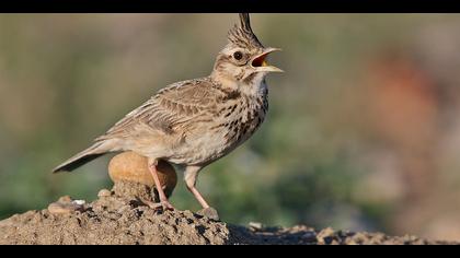 Tepeli toygar » Crested Lark » Galerida cristata