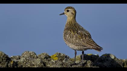 Altın yağmurcun » European Golden Plover » Pluvialis apricaria