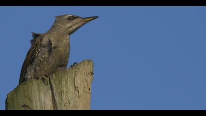 Küçük yeşil ağaçkakan » Grey-headed Woodpecker » Picus canus