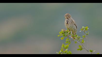 Tarla kirazkuşu » Corn Bunting » Emberiza calandra