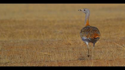 Toy » Great Bustard » Otis tarda