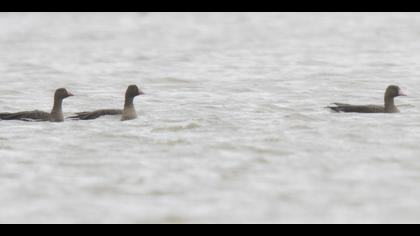 Küçük sakarca » Lesser White-fronted Goose » Anser erythropus