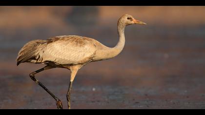 Turna » Common Crane » Grus grus