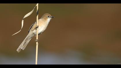 Irak yedikardeşi » Iraq Babbler » Argya altirostris