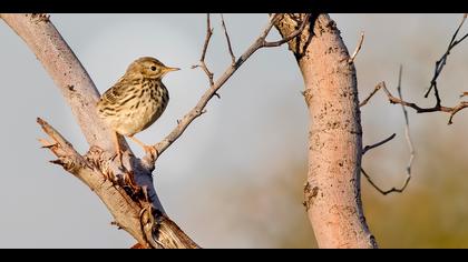 Çayır incirkuşu » Meadow Pipit » Anthus pratensis