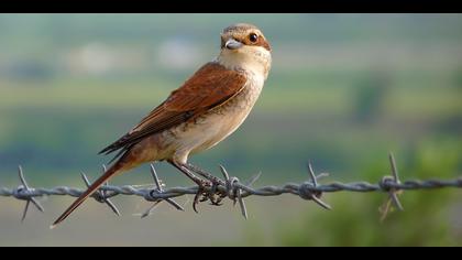 Kızılsırtlı örümcekkuşu » Red-backed Shrike » Lanius collurio