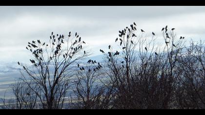 Küçük karga » Western Jackdaw » Coloeus monedula