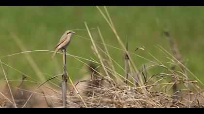 Kızılkuyruklu örümcekkuşu » Isabelline Shrike » Lanius isabellinus