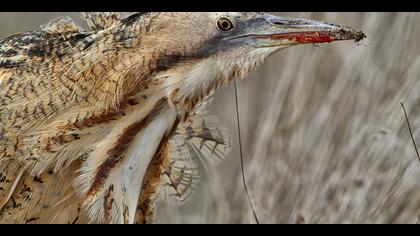 Balaban » Eurasian Bittern » Botaurus stellaris