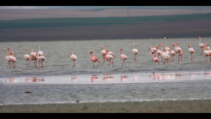 Küçük flamingo