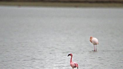 Küçük flamingo