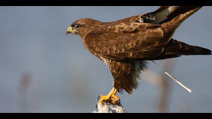 Şahin » Common Buzzard » Buteo buteo