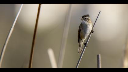 Bıyıklı kamışçın » Moustached Warbler » Acrocephalus melanopogon