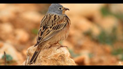 Kızıl kirazkuşu » Cretzschmar`s Bunting » Emberiza caesia