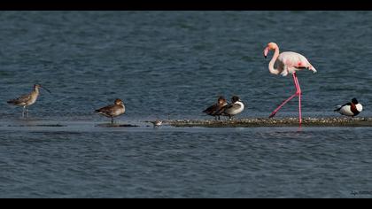 Flamingo