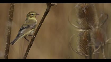 Söğütbülbülü » Willow Warbler » Phylloscopus trochilus