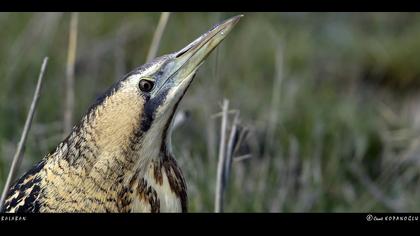 Balaban » Eurasian Bittern » Botaurus stellaris